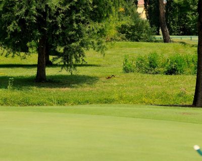 Golf-Metallurgica-2015-30